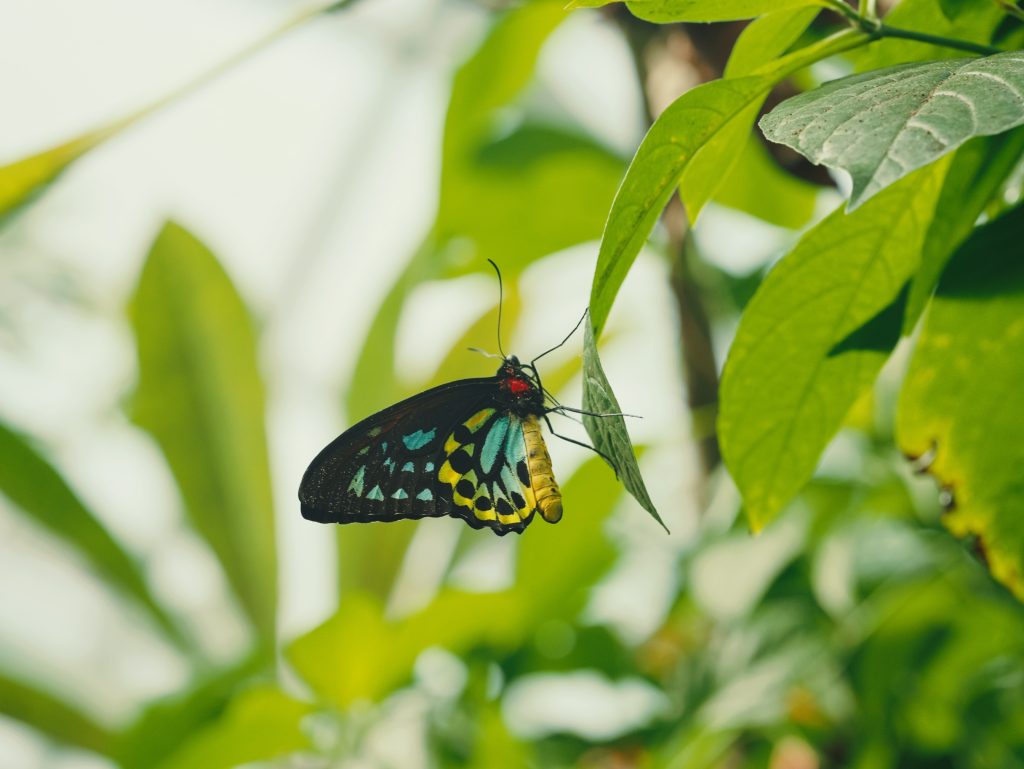 A beautiful Bird Wing butterfly rests on a leaf, showing its bright yellow, blue, black and red colors.