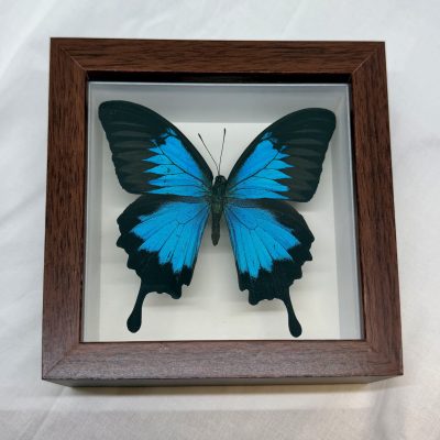 Butterfly Shadow Boxes