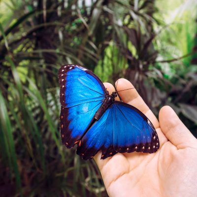 Butterfly Insider